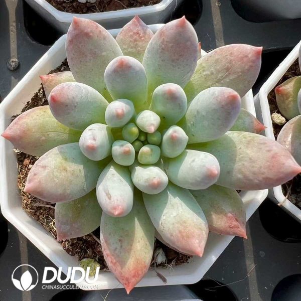 Pachyphytum Compass - Image 1