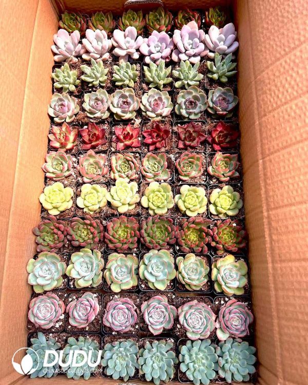 e201-270.jpg Echeveria 66pcs Collocation - Image 1