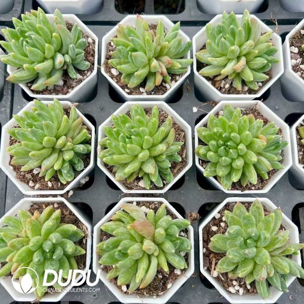 Pachyphytum Green Fruit - Image 1