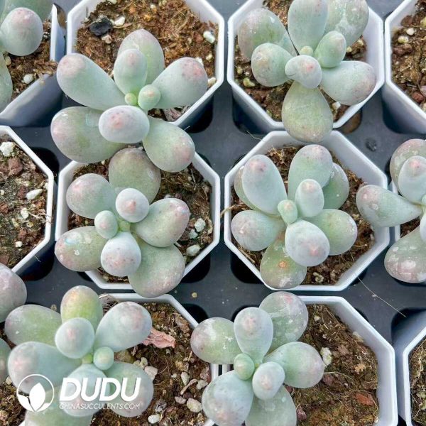Pachyphytum Mico Milk - Image 1