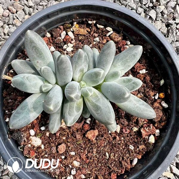 Pachyphytum Ula Milk - Image 1