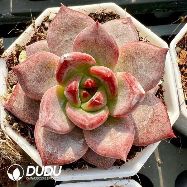 Echeveria Red Luan - Image 1