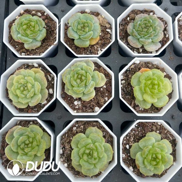 e201-276.jpg Echeveria White Lover - Image 1