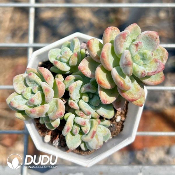 Sedum Ms. Luo Qi - Image 1