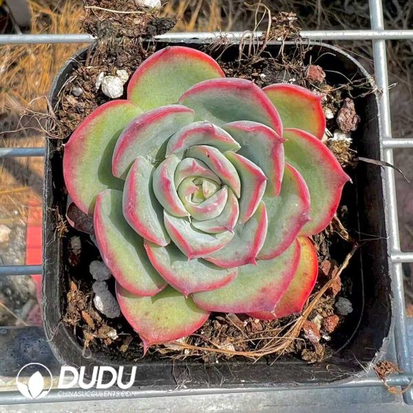 e201-278.jpg Echeveria French Rose - Image 1