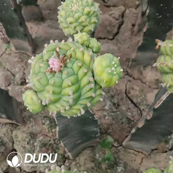 e201-279.jpg Cactus Gymnocalycium Stenopleurum Yellow Cluster (Grafted) - Image 1