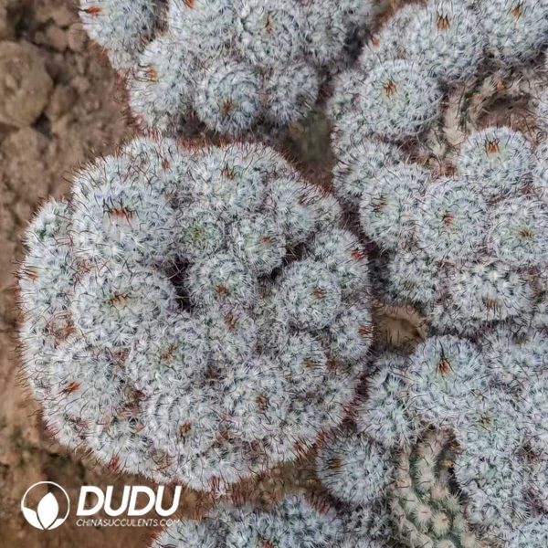 Cactus Mammillaria Perezdelarosae Curved Thorn Cluster (Grafted) - Image 1