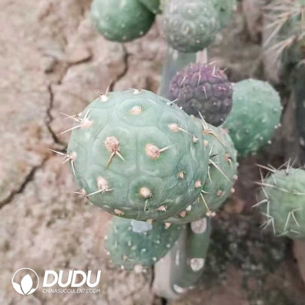 e201-282.jpg Cactus Tephrocactus Geometricus One Head (Grafted) - Image 1