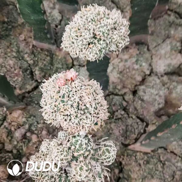 Cactus Neoraimondia Herzogiana (Grafted) - Image 1