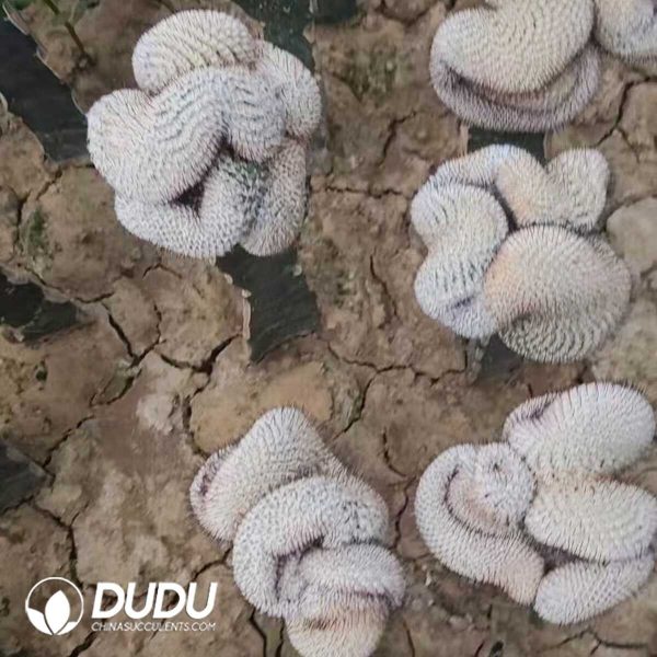 Cactus Mammillaria Perezdelarosae Straight Thorn Cristata (Grafted) - Image 1