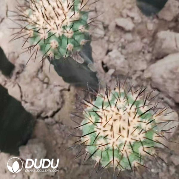 Copiapoa Cinerea Grafted - Image 1