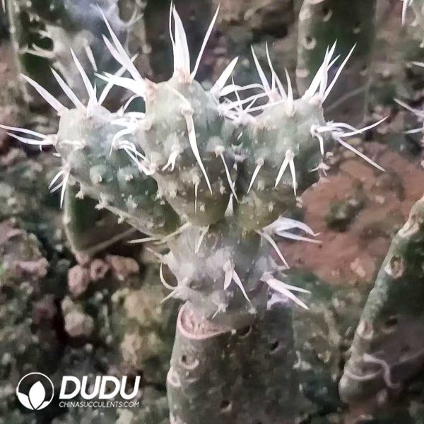 Tephrocactus Articulatus Lateral Bud - Image 1