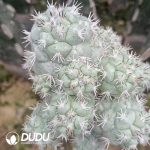 Ortegocactus Macdougallii Clustering Grafted