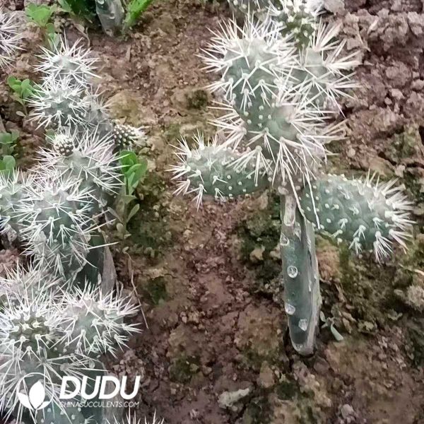 e201-288.jpg Tephrocactus Sea Urchin
 Geometricus Clustering Grafted (Fragile) - Image 1