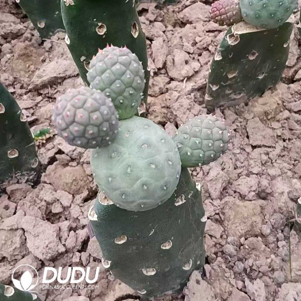 e201-289.jpg Tephrocactus Geometricus 3-4 Heads Clustering No Thorns Grafted (Fragile) - Image 1