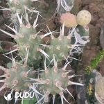 Tephrocactus Geometricus Lateral Bud Long White Thorned No Roots