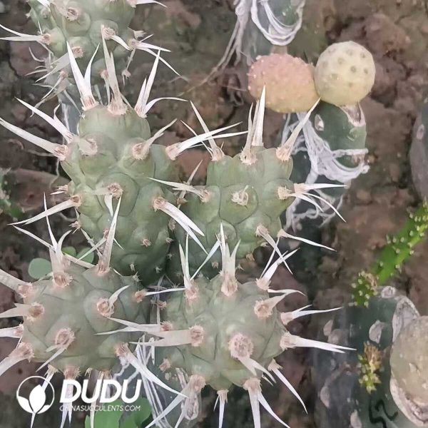 e201-290.jpg Tephrocactus Geometricus Lateral Bud Long White Thorned No Roots - Image 1