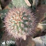 (Grafted)Eriosyce Bulbocalyx