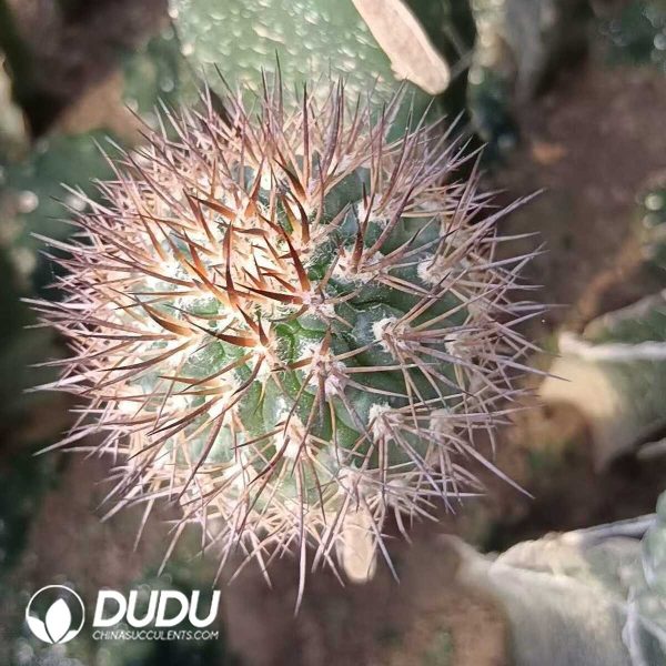 e201-291.jpg (Grafted)Eriosyce Bulbocalyx - Image 1