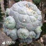 Lophophora Williamsii Clustering Grafted