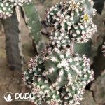 Echinocereus Viridiflorus Clustering Grafted