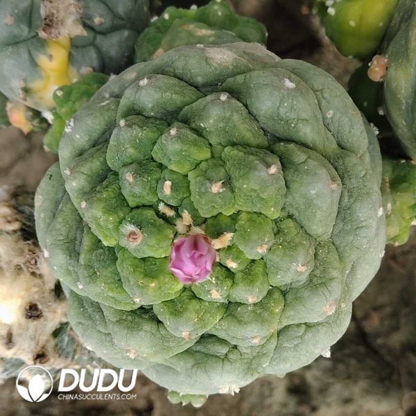 Lophophora Fricii Big Wart Grafted - Image 1