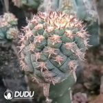 (Grafted)Cactus Discocactus Cat's Paw