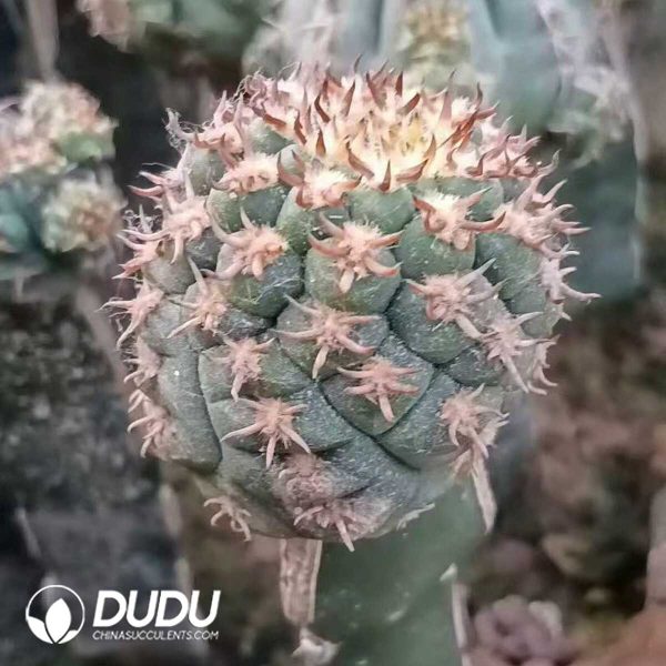 e201-295.jpg (Grafted)Cactus Discocactus Cat's Paw - Image 1