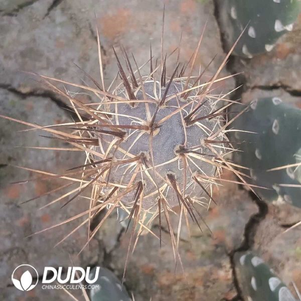 e201-296.jpg Cactus Tephrocactus geometricus Duck Eggs (Grafted) - Image 1