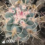 Cactus Thelocactus hexaedrophorus cv. Long spines (Grafted)