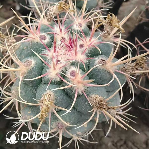 e201-298.jpg Cactus Thelocactus hexaedrophorus cv. Long spines (Grafted) - Image 1