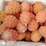 Cactus Tephrocactus geometricus Variegated Lateral Buds (need to be grafted to survive)