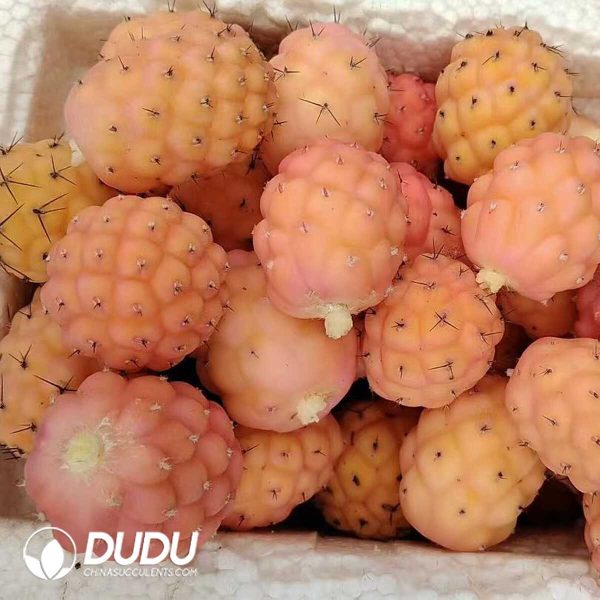 e201-299.jpg Cactus Tephrocactus geometricus Variegated Lateral Buds (need to be grafted to survive) - Image 1