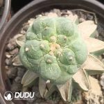 (Grafted)Lophophora fricii var. kobayashi