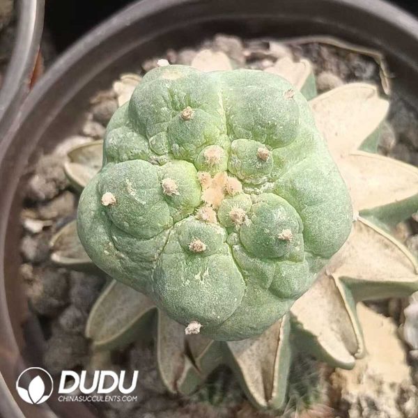 e201-300.jpg (Grafted)Lophophora fricii var. kobayashi - Image 1