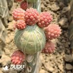 Cactus Tephrocactus geometricus Variegated Clustering Spineless (Grafted)