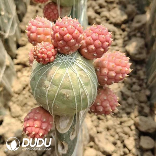 e201-301.jpg Cactus Tephrocactus geometricus Variegated Clustering Spineless (Grafted) - Image 1