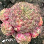 Cactus Rebutia rauschii Zecher Variegated (Grafted)