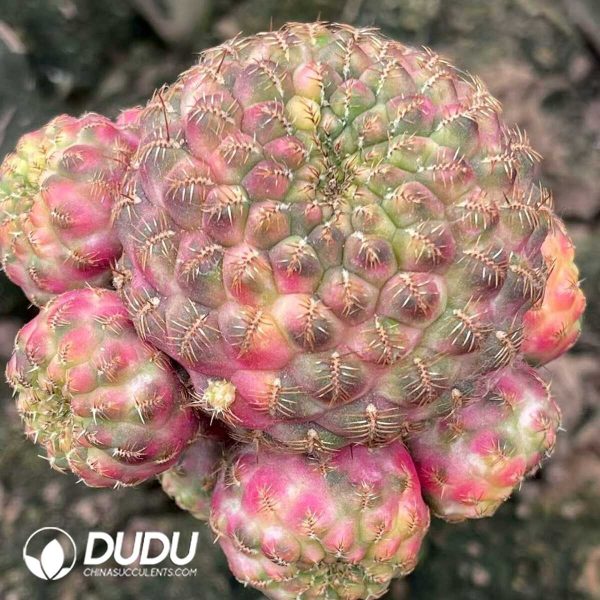 e201-302.jpg Cactus Rebutia rauschii Zecher Variegated (Grafted) - Image 1