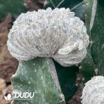 Cactus Astrophytum myriostigma cv. Onzuka (Grafted)