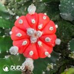 Cactsu Astrophytum asterias Full Variegata Grafted (will be shipped randomly in red or yellow, color cannot be specified)