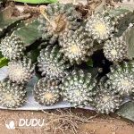 Discocactus horstii (Grafted)