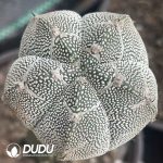 Astrophytum myriostigma cv. Onzuka forma (Grafted)