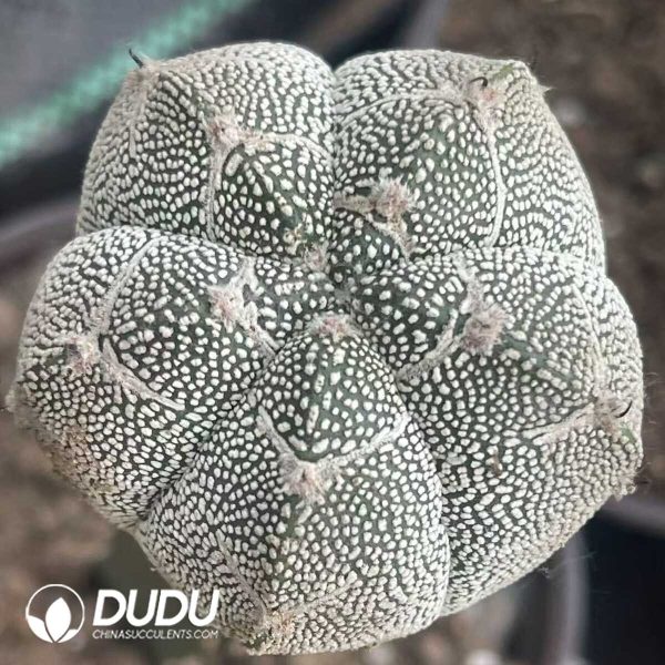 e201-306.jpg Astrophytum myriostigma cv. Onzuka forma (Grafted) - Image 1