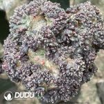 Ariocarpus mostruosa (Grafted)