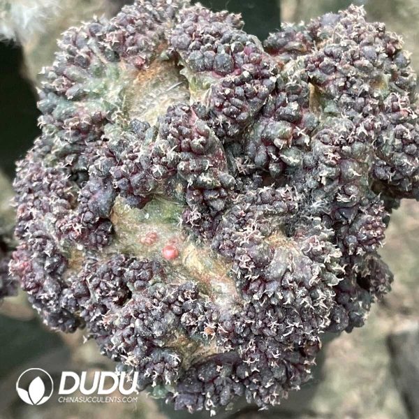 Ariocarpus mostruosa (Grafted) - Image 1