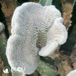 Echinopsis Chamaecereus F. Cristata  
(Grafted)