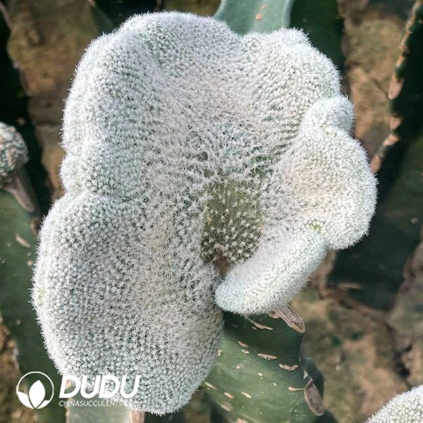 e201-308.jpg Echinopsis Chamaecereus F. Cristata  
(Grafted) - Image 1