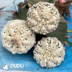 Astrophytum  Asterias Super (Grafted)