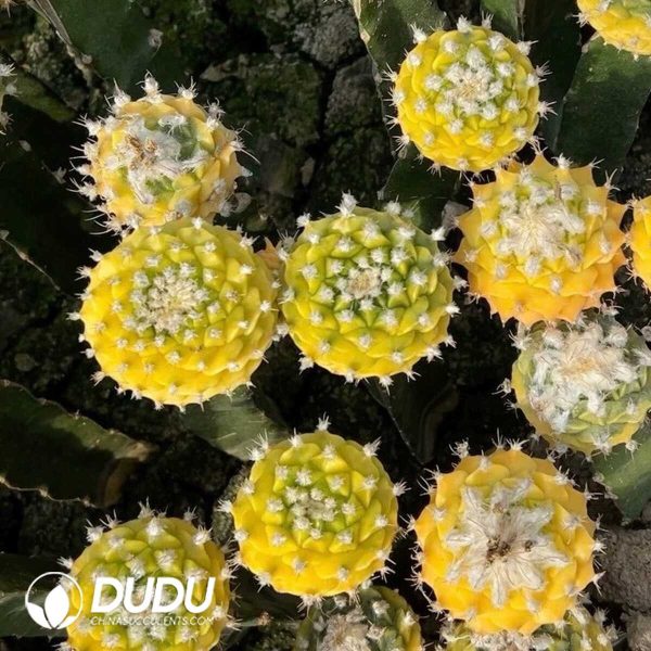 e201-310.jpg Obregonia denegrii Variegata (Grafted) - Image 1